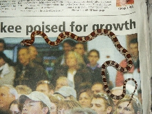 1.0 Normal Corn Snake