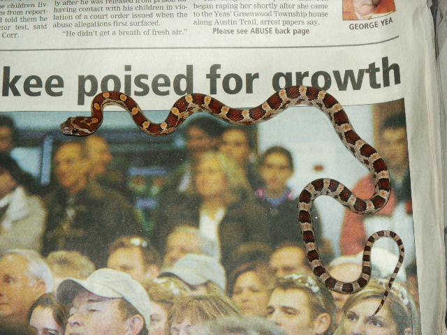 1.0 Normal Corn Snake