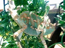 Veiled Chameleon - outside