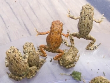 Baby Toads