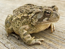 Big Toad
