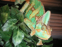 Veiled Chameleon - sleeping