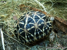 Geochelone elegans