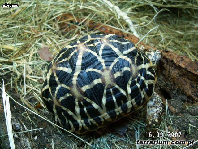 Geochelone elegans