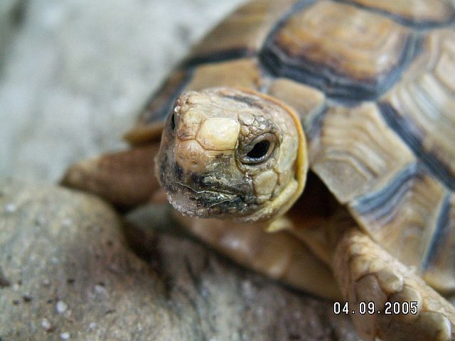my kleinmanni