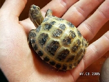 One of the 2 A. horsfieldi hatched in my captivity