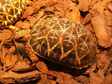 Geochelone elegans