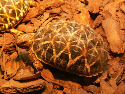 Geochelone elegans