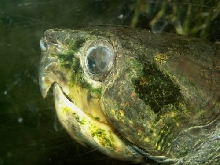 The head of Platysternon megacephalum