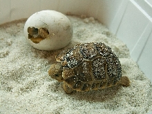 Two CB Testudo kleinmanni