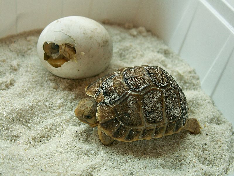 Two CB Testudo kleinmanni