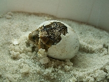 Second CB Testudo kleinmanni