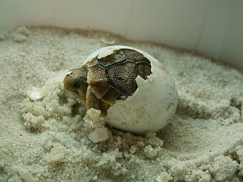 Second CB Testudo kleinmanni