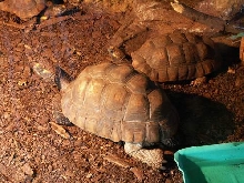 G. denticulata