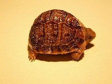 kleinmanni CB 2007