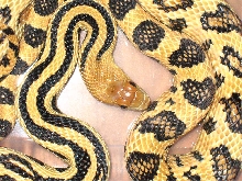 Lineaticollis Female