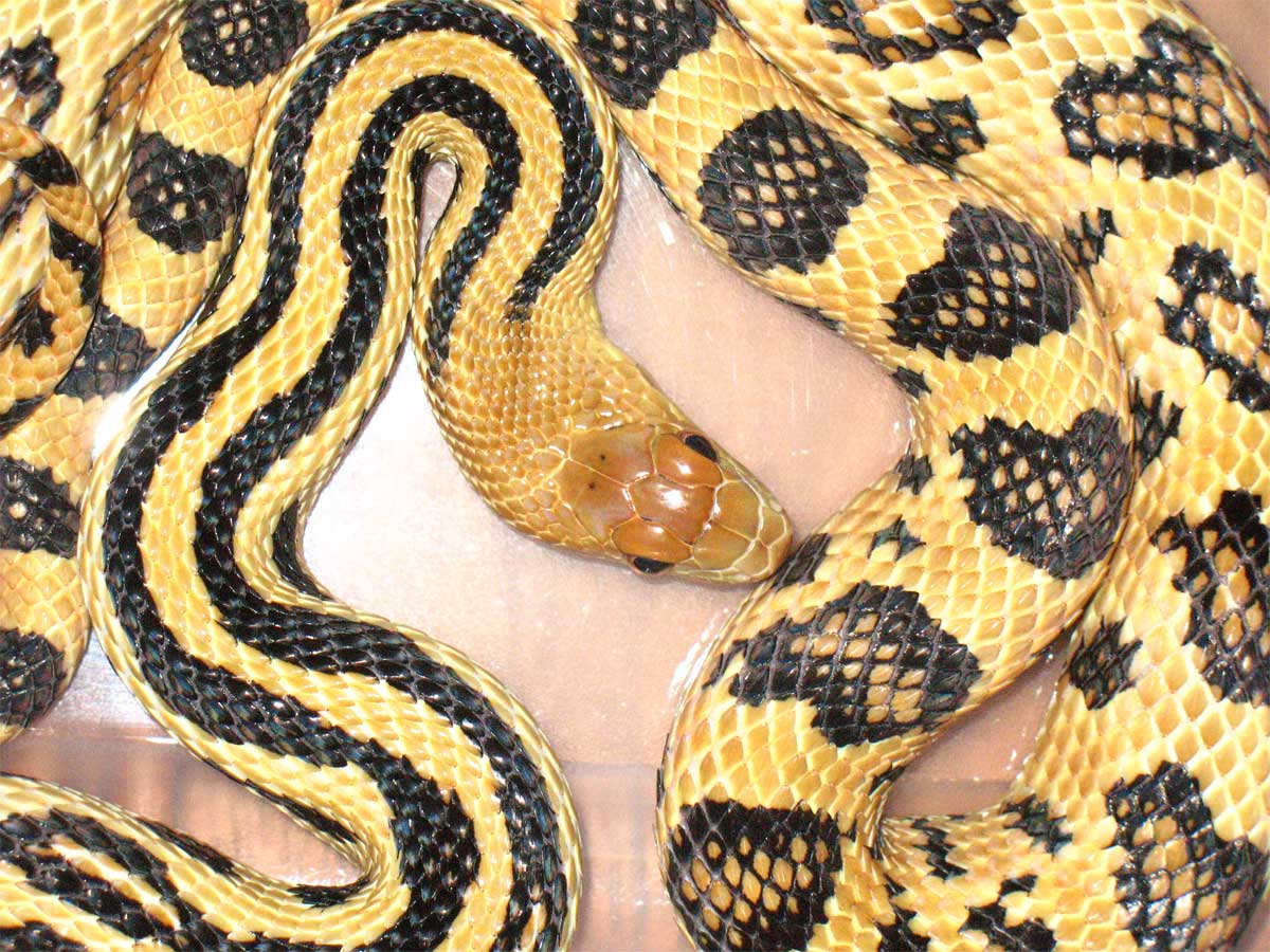 Lineaticollis Female