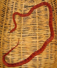 Weird pattern sibling- Image 1