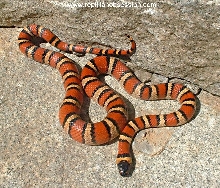 04 Male Thayeri