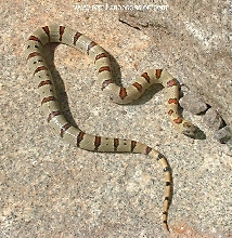 05 Female Thayeri 1
