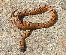 05 Female Thayeri 3