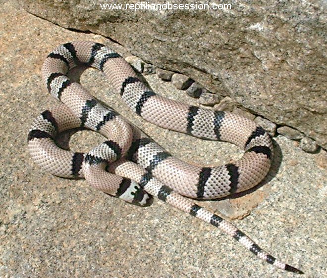 Anery male