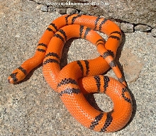 05 Male Hypo Honduran