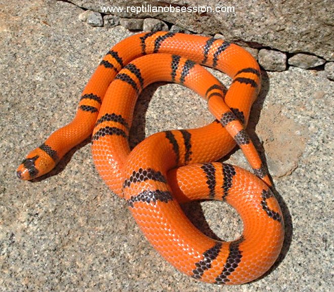 05 Male Hypo Honduran