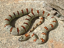 05 Male Thayeri