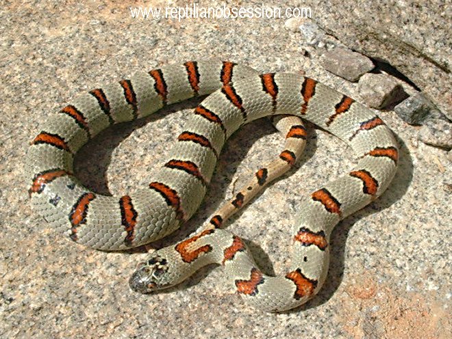 05 Male Thayeri