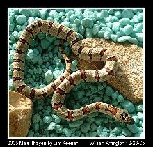 2005 Male Thayeri 12-23-05
