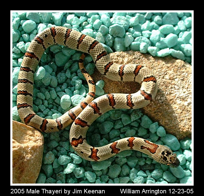 2005 Male Thayeri 12-23-05