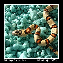 2005 Male Thayeri 2 12-23-05