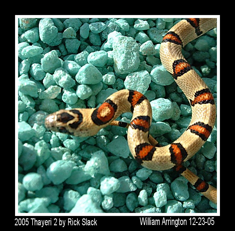 2005 Male Thayeri 2 12-23-05