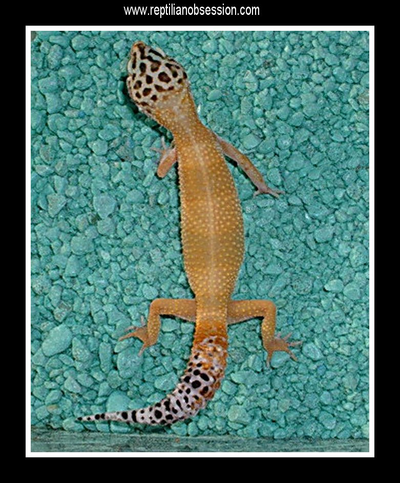 Tangerine