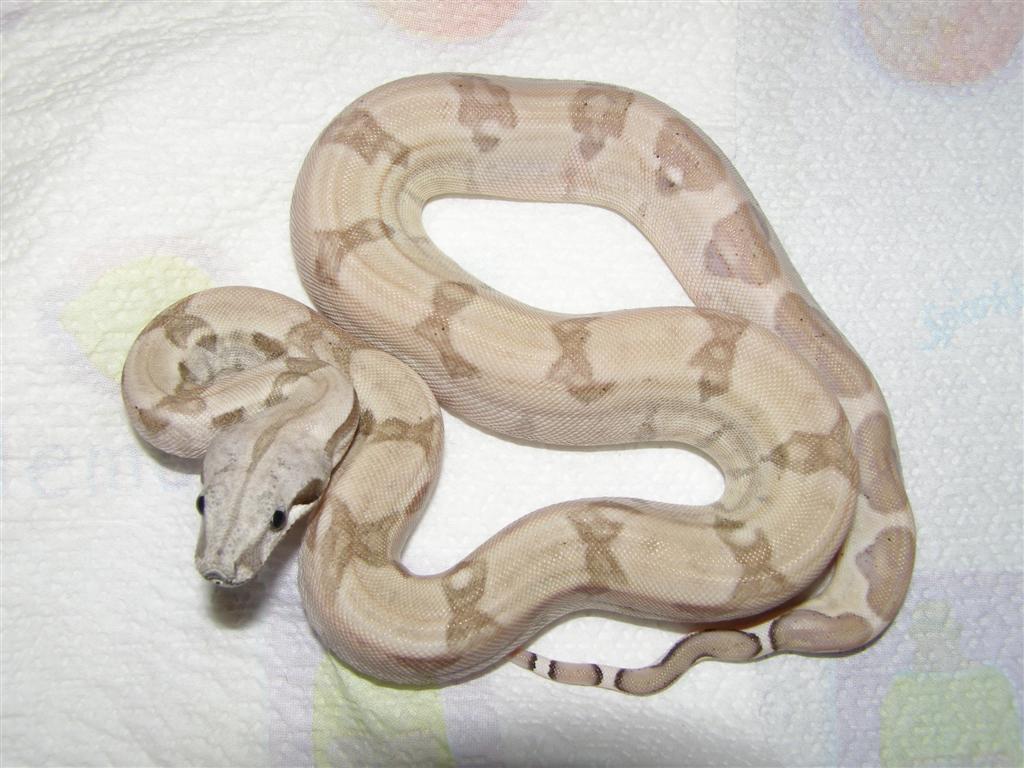 Ghost Boa