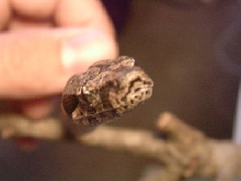 Xena