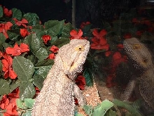 Spike