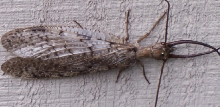 unknown bug- help