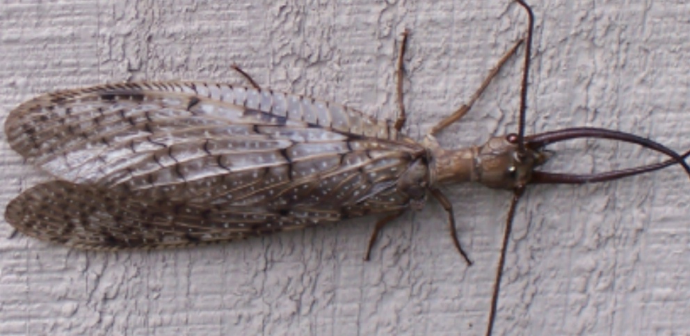 unknown bug- help