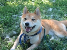Sushi having fun at the park