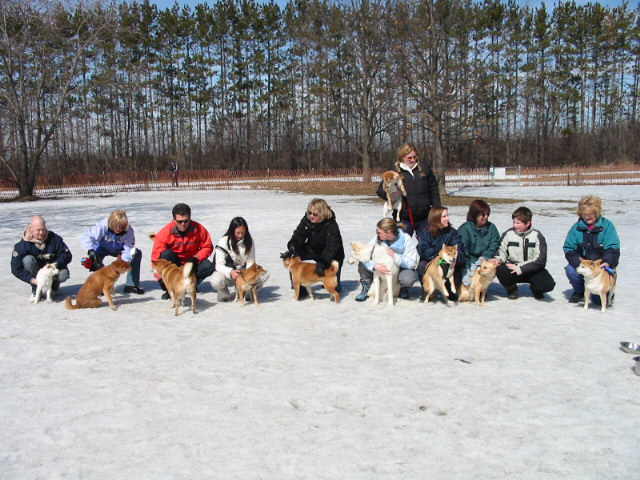 Sushi and his Shiba pals