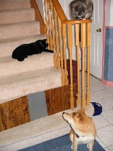 Sushi and the cats
