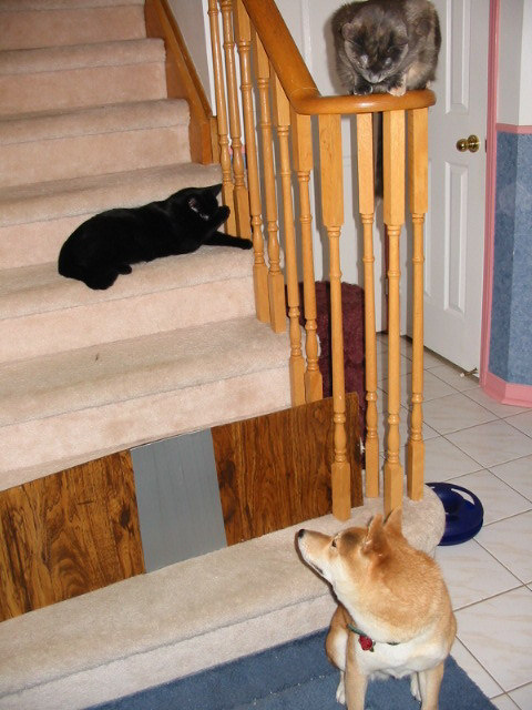 Sushi and the cats