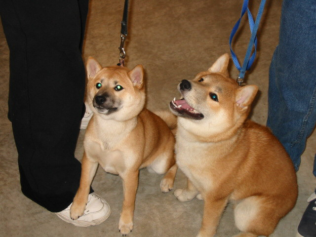 Sushi and Bella