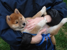 Sushi at 8 weeks old