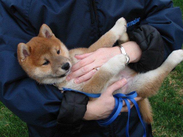 Sushi at 8 weeks old