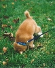 Sushi's first trick
