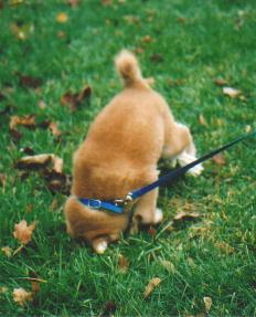Sushi's first trick