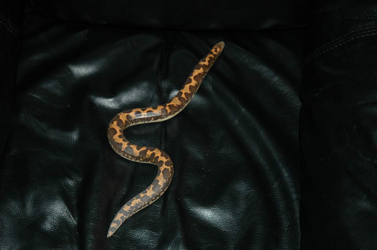 Male sand boa